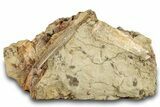 Sandstone With Eleven Teeth, Tendon & Bones - Wyoming #265529-2